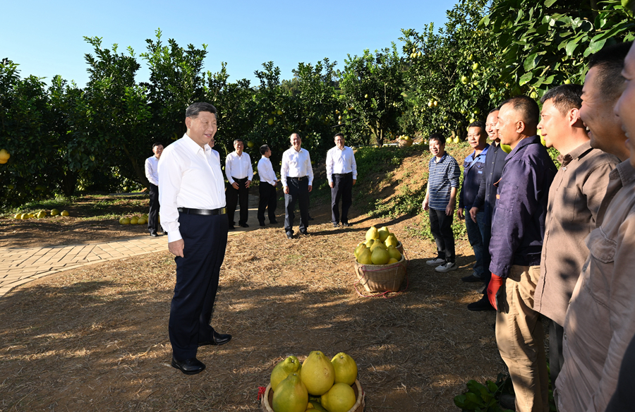 　　11月7日至8日，中共中央总书记、国家主席、中央军委主席习近平在广东考察。这是7日下午，习近平在梅州市梅县区雁洋镇南福金柚种植基地考察时，同果农和农技人员亲切交流。